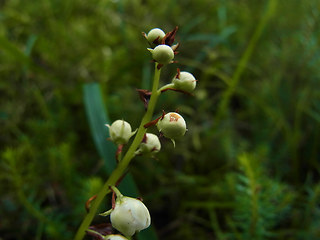 Pyrola rotundifolia