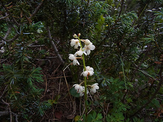 Pyrola rotundifolia