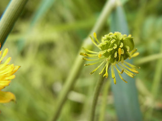 Ranunculus acris