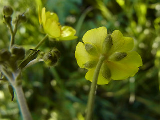 Ranunculus acris