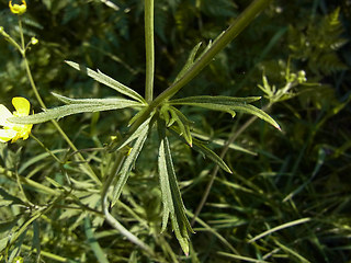 Ranunculus acris