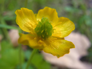 Ranunculus auricomus