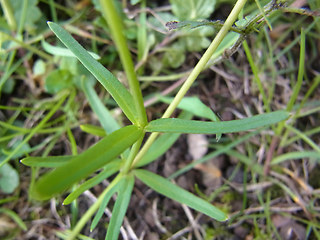 Ranunculus auricomus