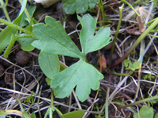 Ranunculus auricomus