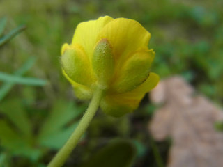 Ranunculus auricomus