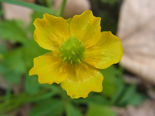 Ranunculus auricomus