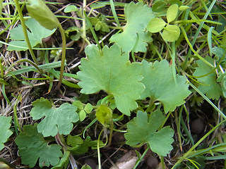 Ranunculus auricomus