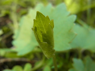 Ranunculus auricomus