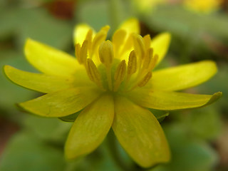 Ranunculus ficaria