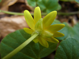 Ranunculus ficaria