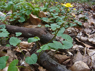 Ranunculus ficaria