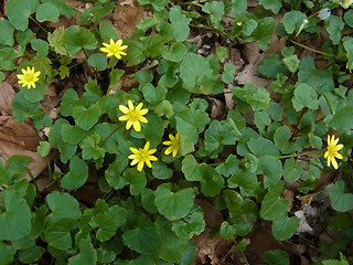 Ranunculus ficaria