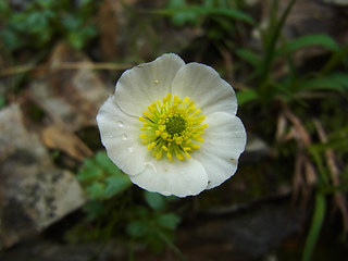 Ranunculus glacialis