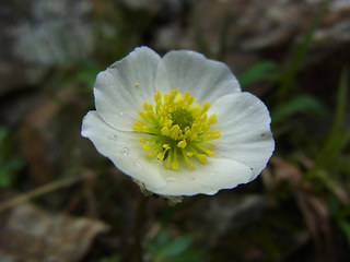 Ranunculus glacialis