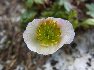 Ranunculus glacialis