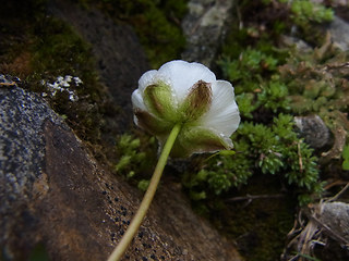 Ranunculus glacialis