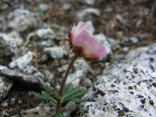 Ranunculus glacialis