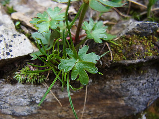 Ranunculus glacialis