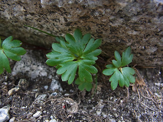 Ranunculus glacialis