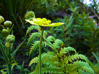 Ranunculus lingua