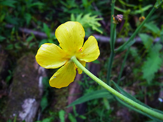 Ranunculus lingua