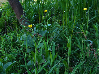 Ranunculus lingua