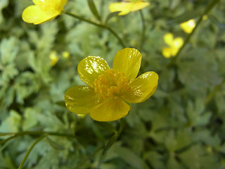 Ranunculus repens