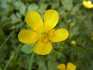 Ranunculus repens