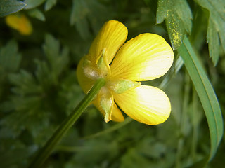 Ranunculus repens