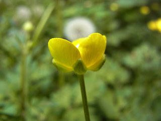 Ranunculus repens