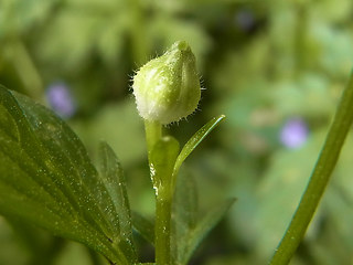 Ranunculus repens