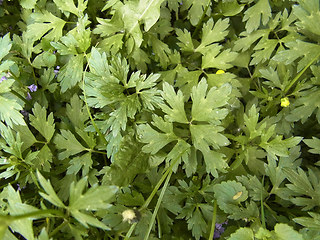 Ranunculus repens