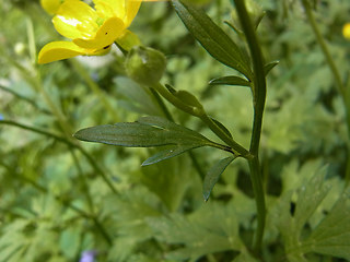 Ranunculus repens