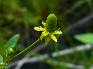 Ranunculus sceleratus