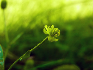 Ranunculus sceleratus