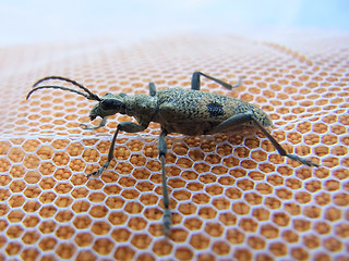 Rhagium mordax