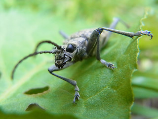 Rhagium mordax