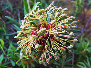 Rhododendron tomentosum