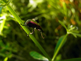 Rhynchites auratus