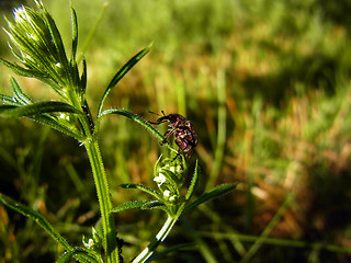 Rhynchites auratus