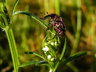 Rhynchites auratus