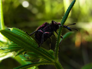 Rhynchites auratus