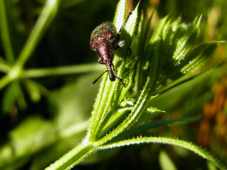 Rhynchites auratus