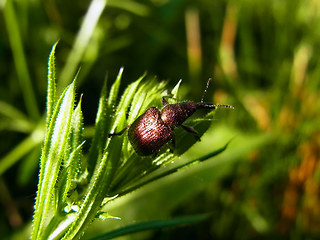 Rhynchites auratus