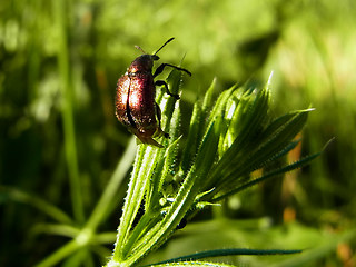 Rhynchites auratus