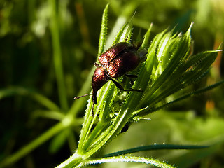 Rhynchites auratus