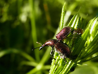 Rhynchites auratus