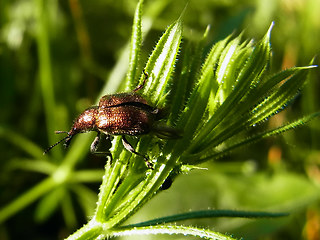 Rhynchites auratus