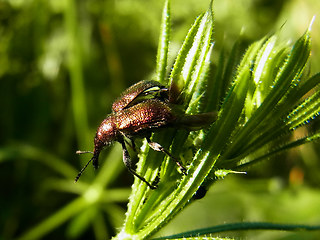 Rhynchites auratus