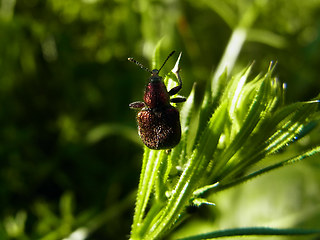 Rhynchites auratus